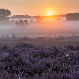 Sunrise at the heathlands